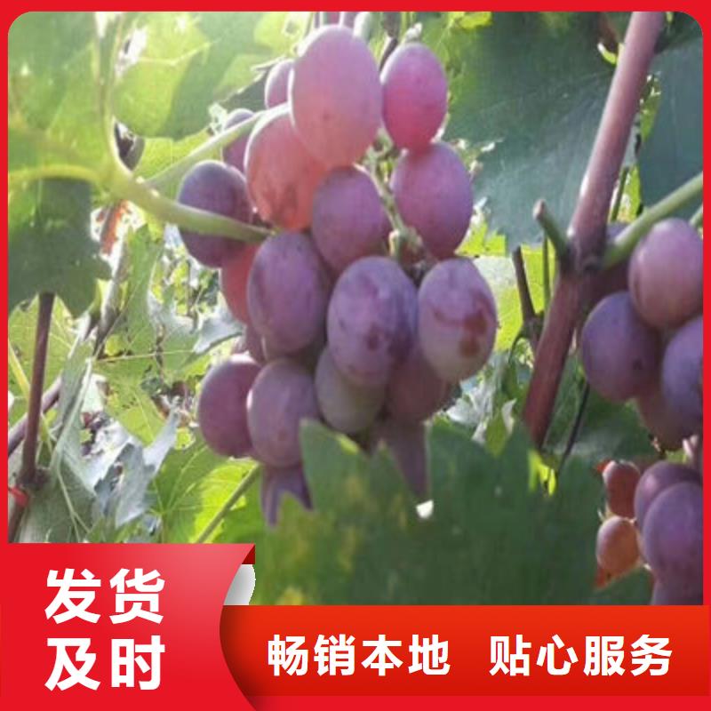 #葡萄苗#供应商