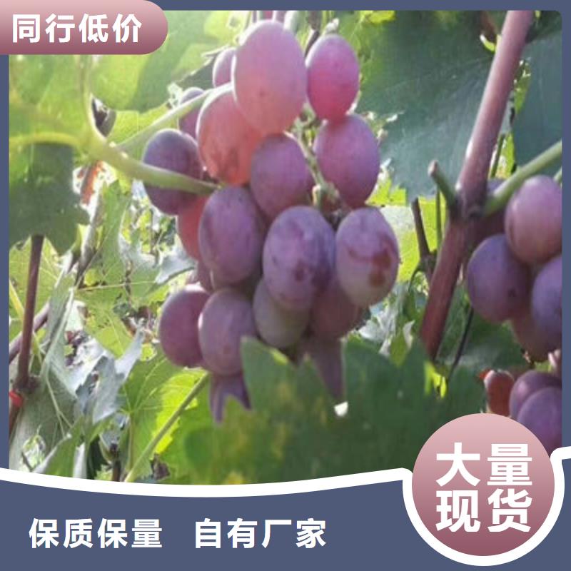 质优价廉的葡萄苗生产厂家