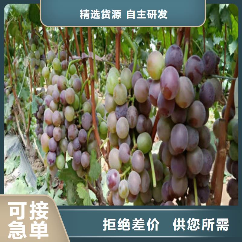 葡萄苗-按需定制