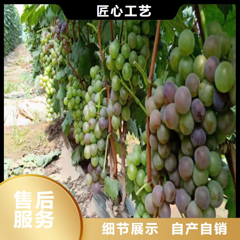 定制葡萄苗_精选厂家