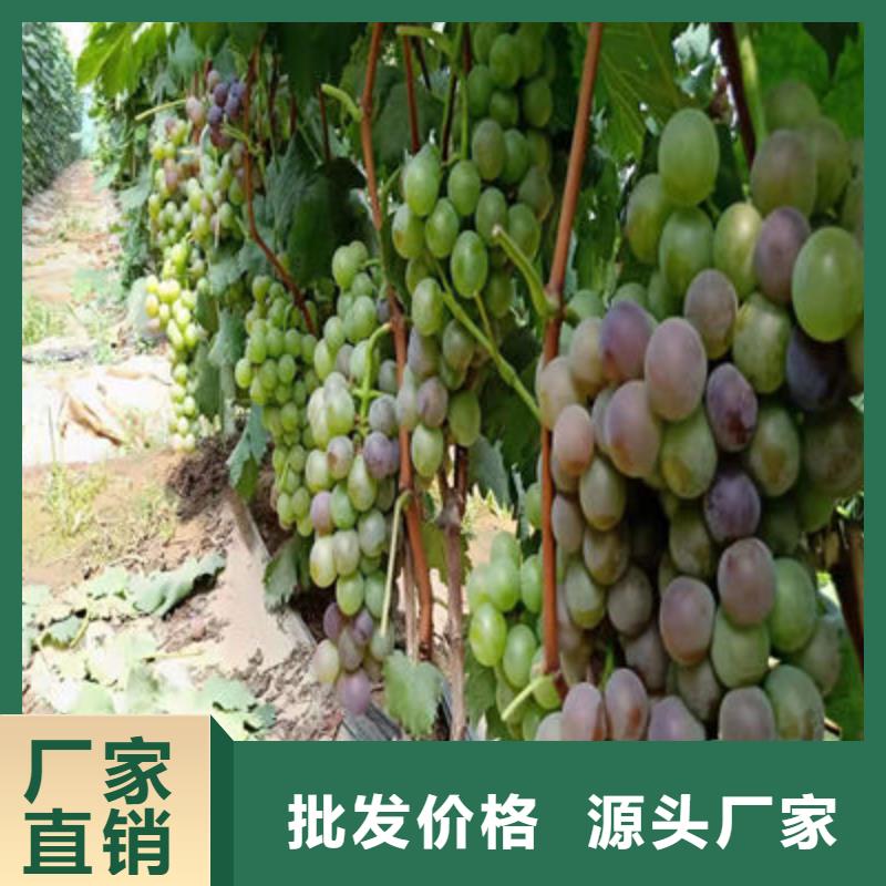 葡萄苗实体厂家