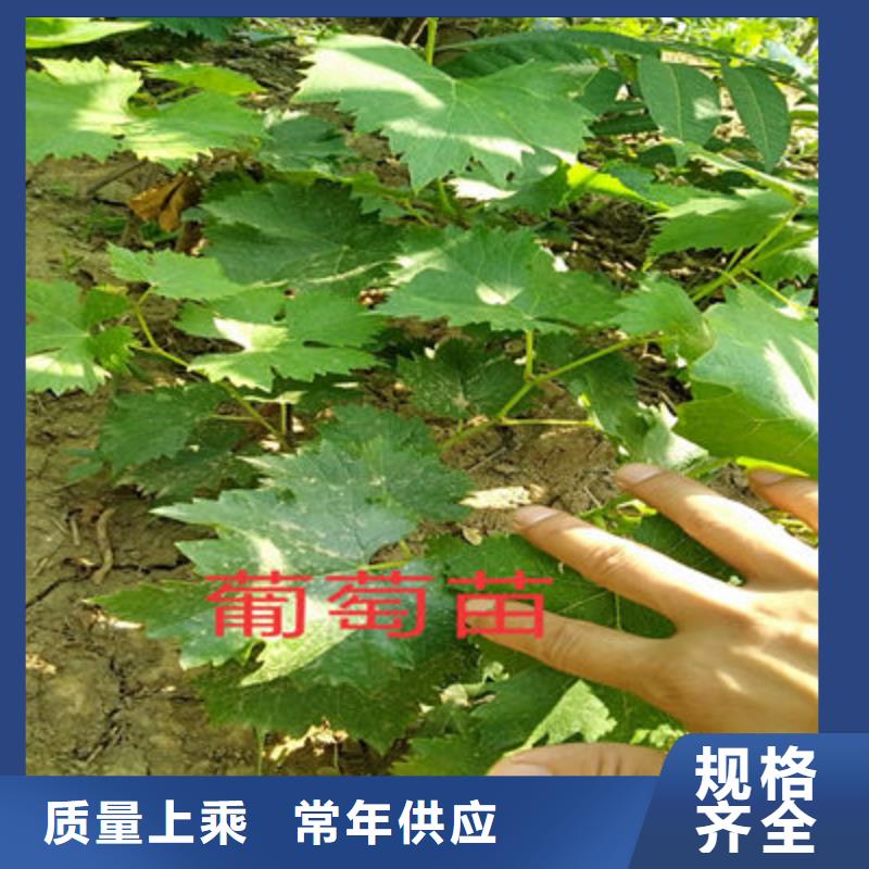 葡萄苗_保证
