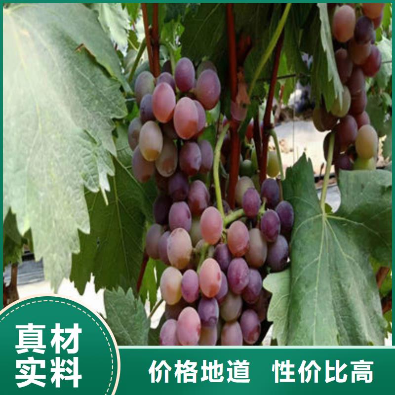 定兴葡萄苗非标定制