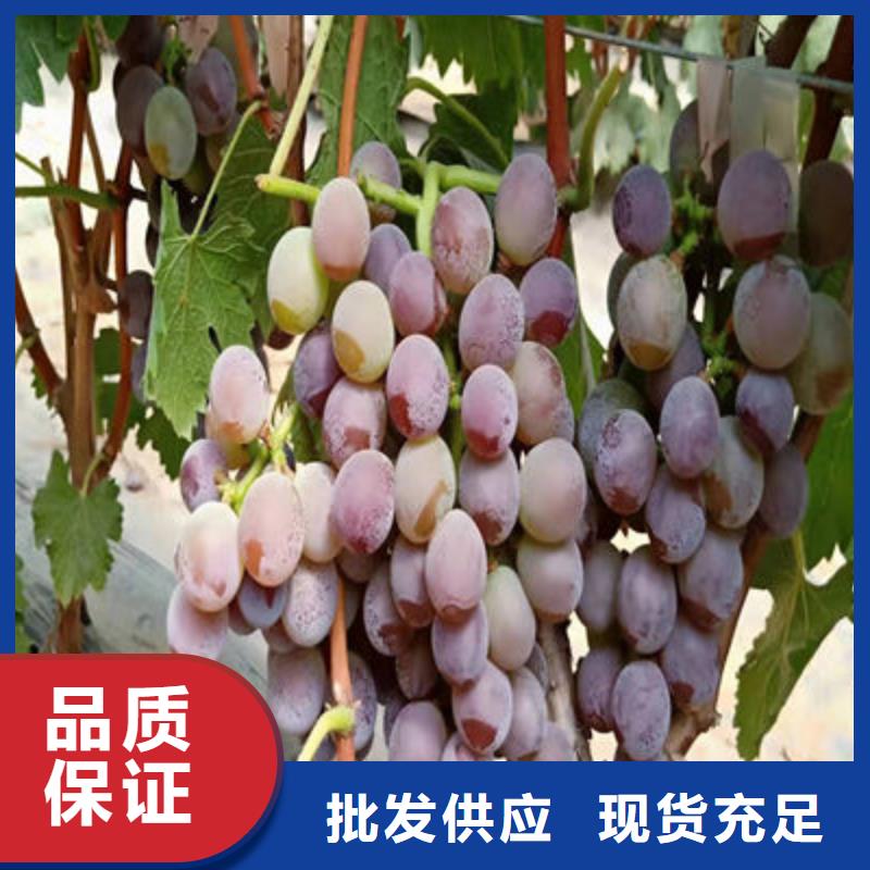 葡萄苗现货厂家
