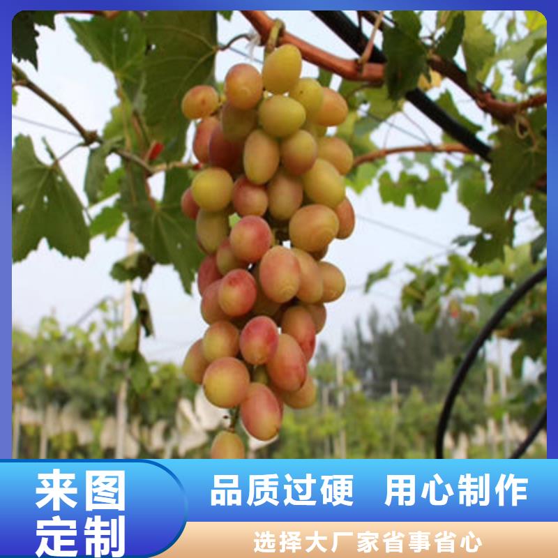 葡萄苗种类