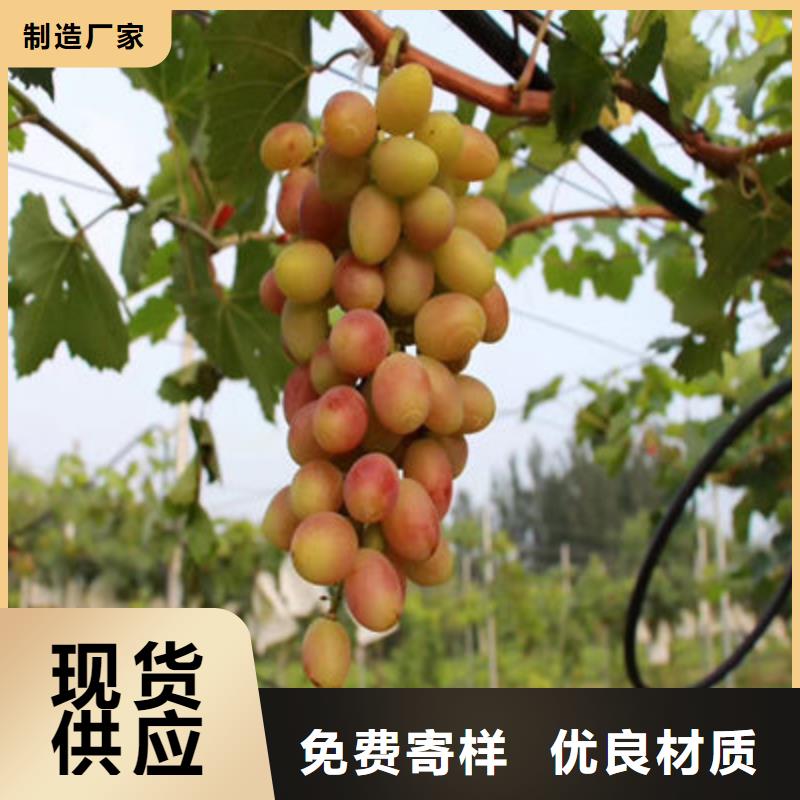 专业销售葡萄苗-保质