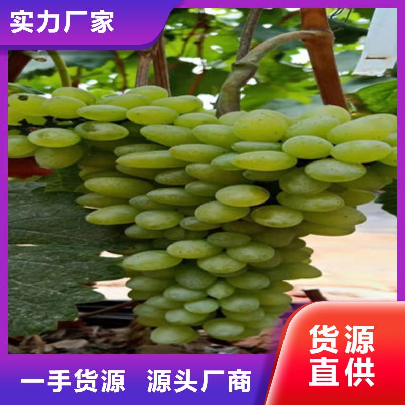 加工定制葡萄苗