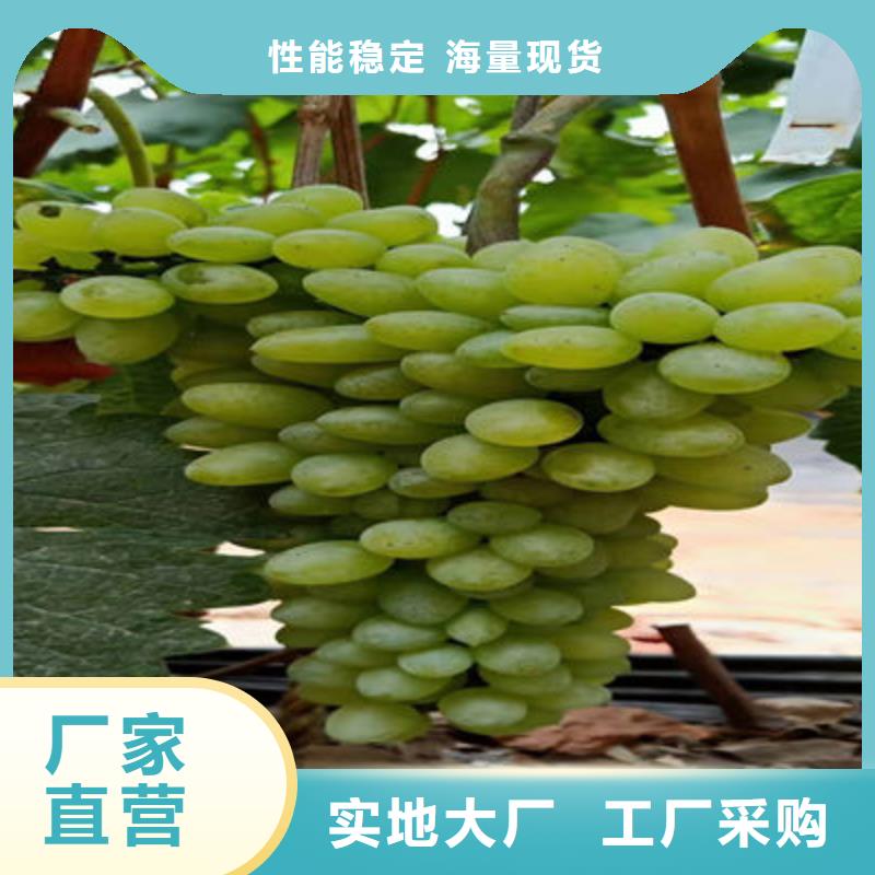 葡萄苗-按需定制