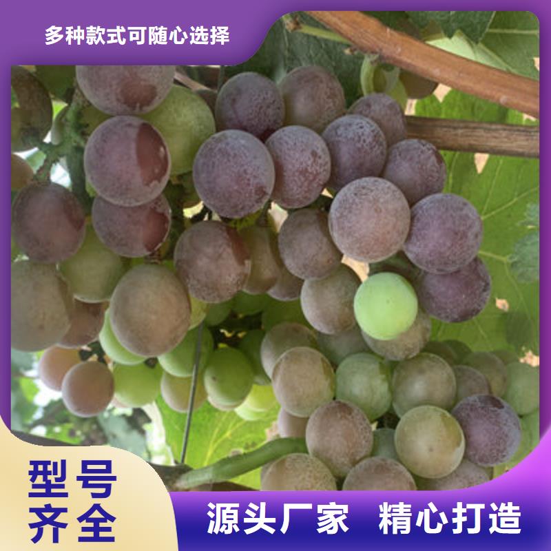 葡萄苗-葡萄苗保量