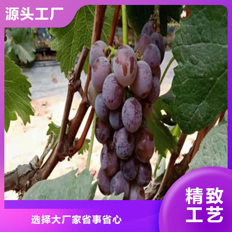 经验丰富的葡萄苗基地