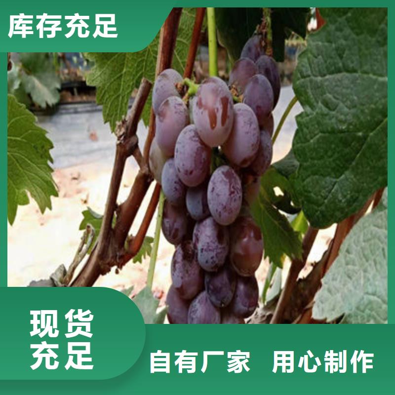 葡萄苗|葡萄苗厂家现货