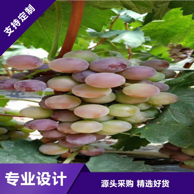 经验丰富的葡萄苗基地