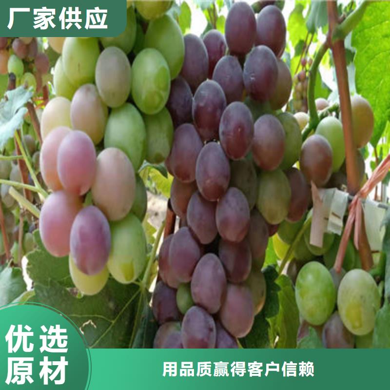 葡萄苗物美价廉