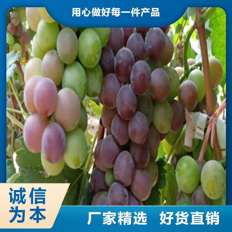 加工定制葡萄苗