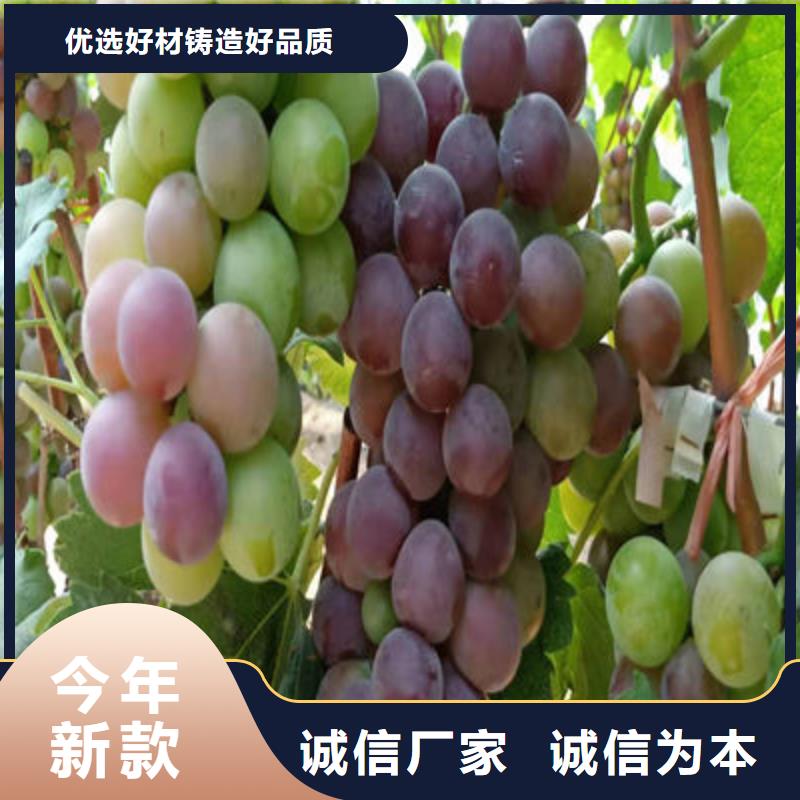 葡萄苗现货厂家