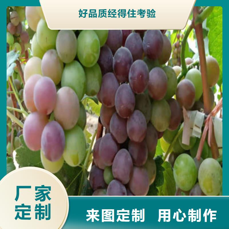买葡萄苗必看-经验丰富