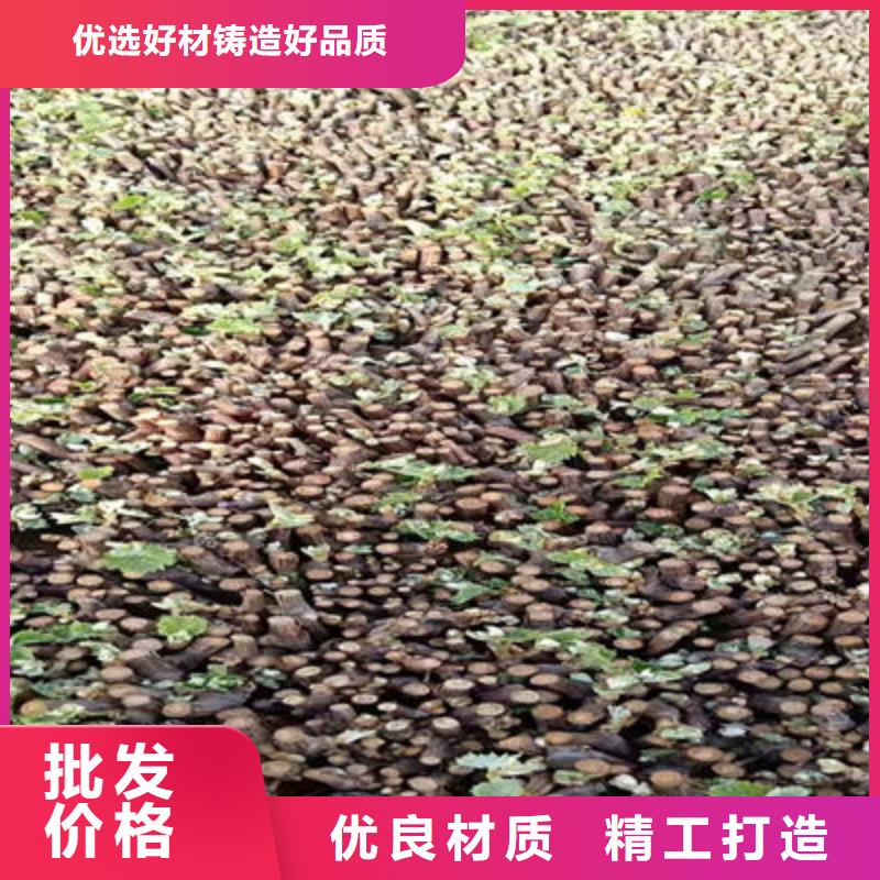 葡萄苗规格库存充足_2025本地报价