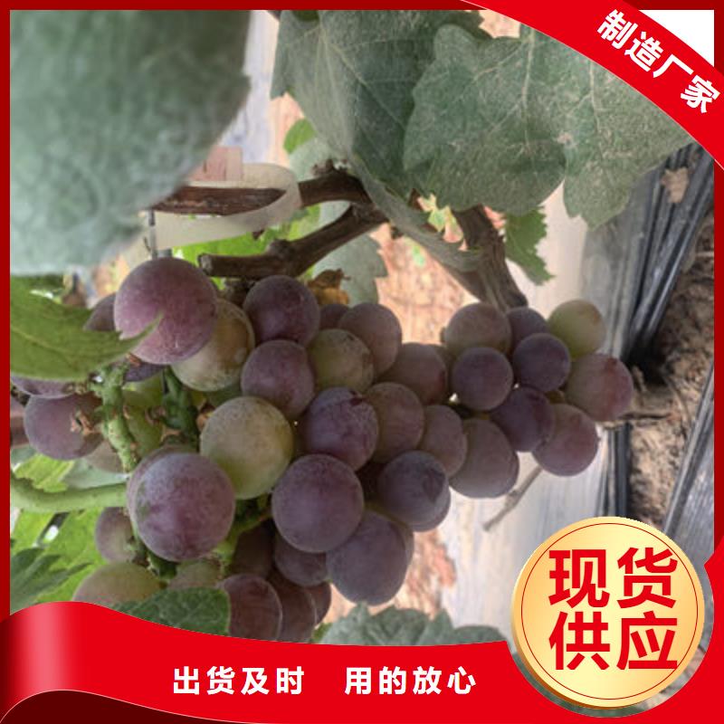 葡萄苗厂家实力雄厚