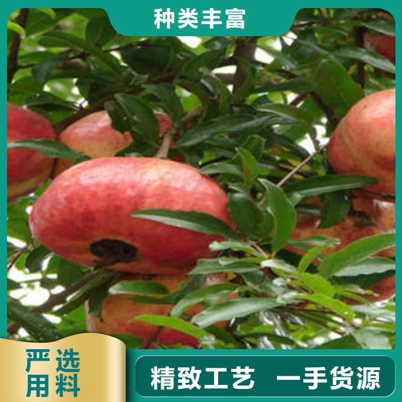 石榴树苗优惠幅度大