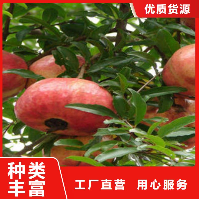 石榴树苗厂家现货直发