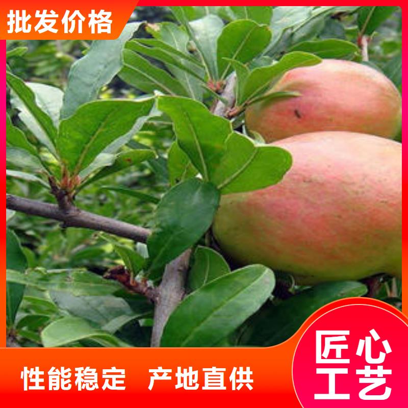 石榴树苗-石榴树苗厂家直发