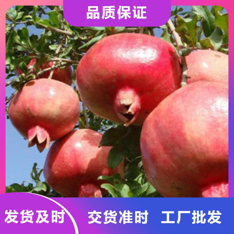 批发石榴树苗价格