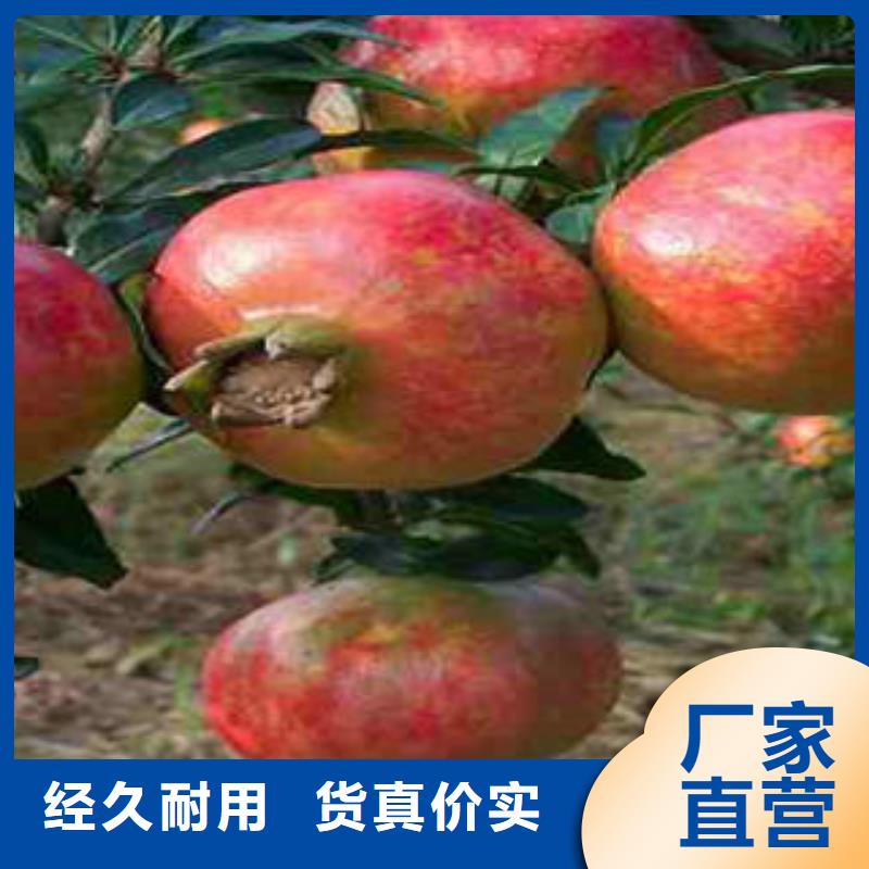 石榴树苗厂家现货充足