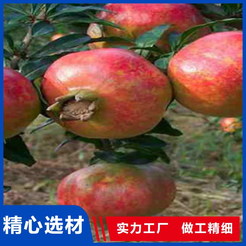发货及时的石榴树苗经销商
