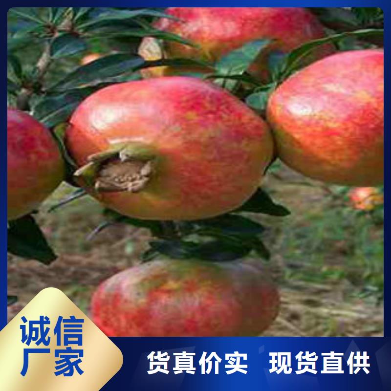 石榴树苗定做-石榴树苗厂