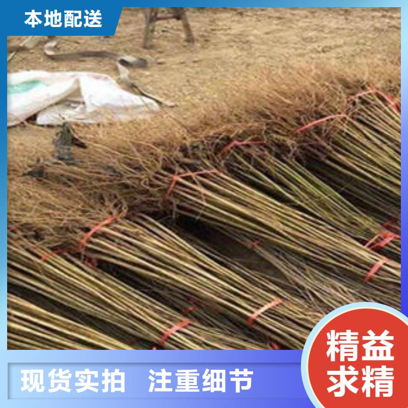 口碑好的石榴树苗基地