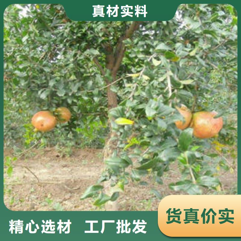 资讯：石榴树苗厂家