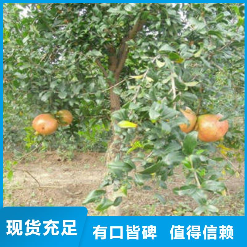 发货及时的石榴树苗经销商