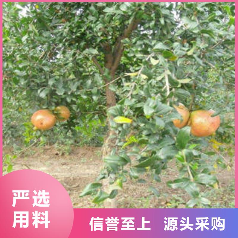 石榴树苗_服务优质