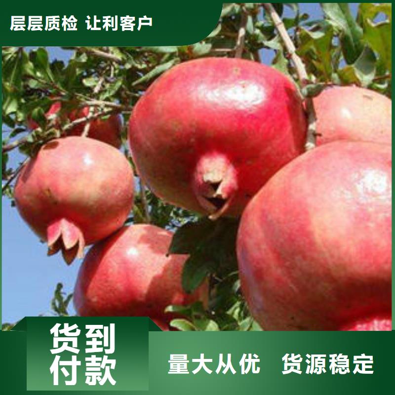 石榴树苗工艺精良