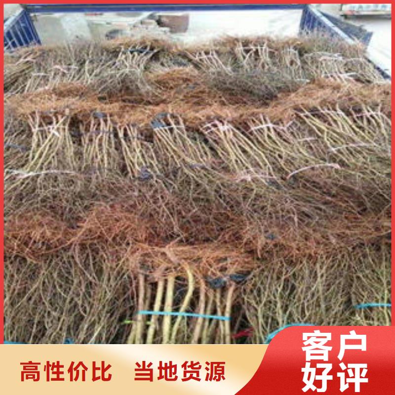 石榴树苗工艺精良