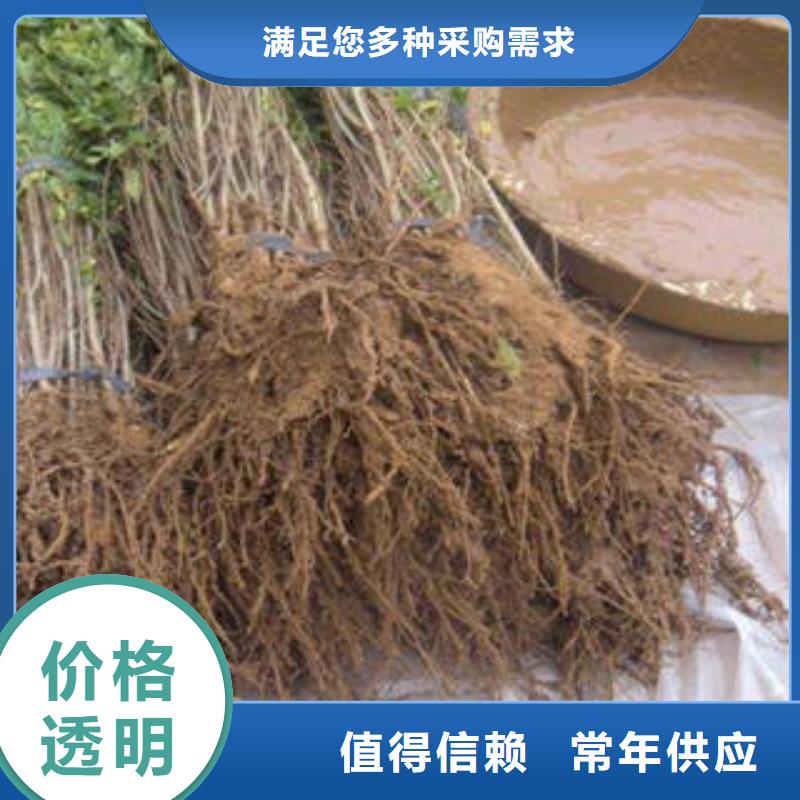 石榴树苗直供