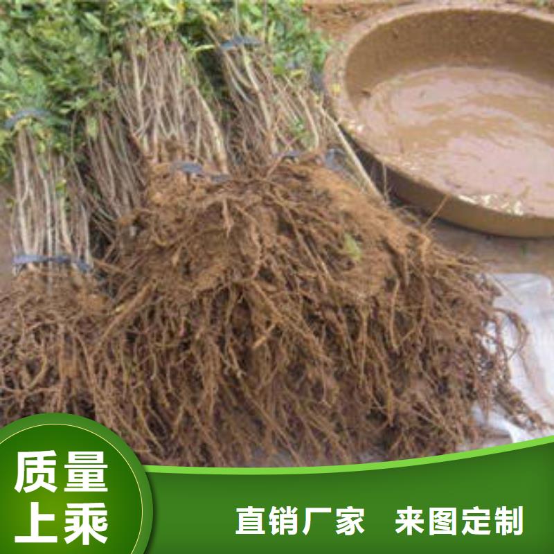 口碑好的石榴树苗基地