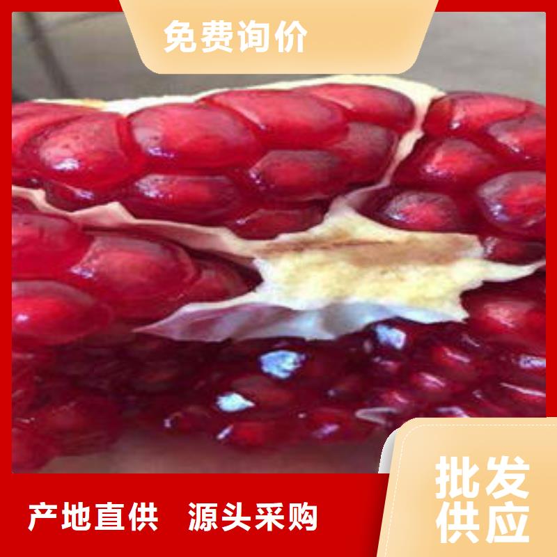 石榴树苗定做-石榴树苗厂