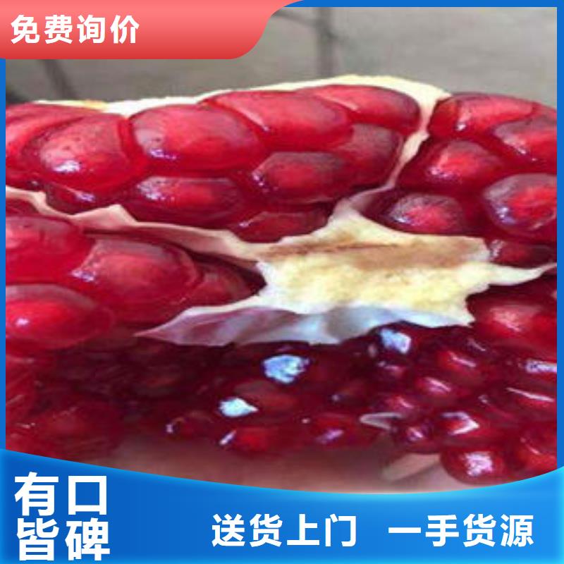 发货及时的石榴树苗经销商