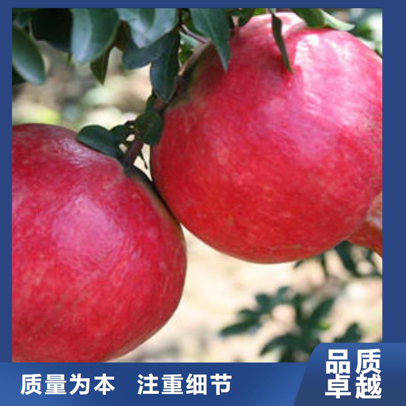 石榴树苗规格全可满足不同需求