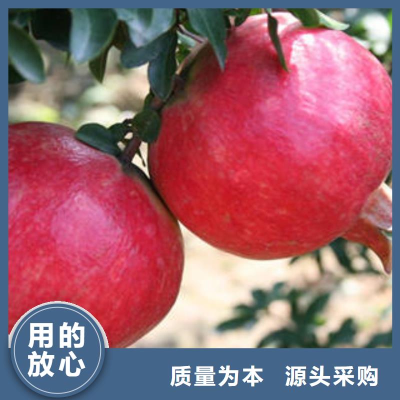石榴树苗直供