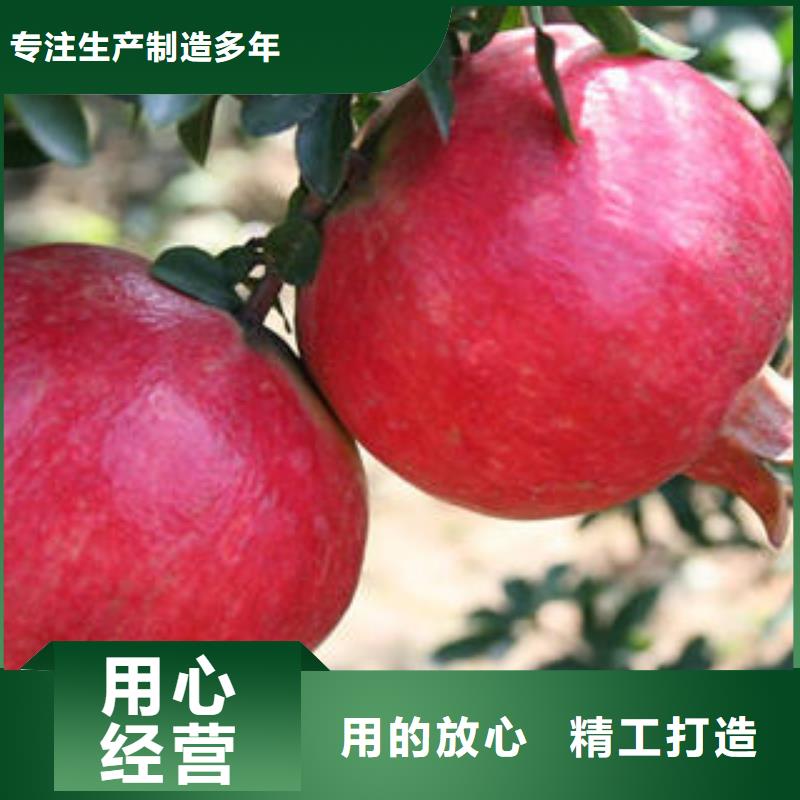 石榴树苗正规厂家生产