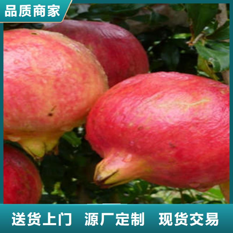 石榴树苗-来电咨询