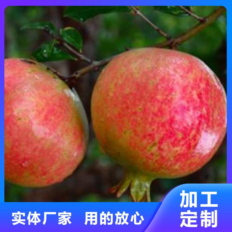 常年供应石榴树苗-省心