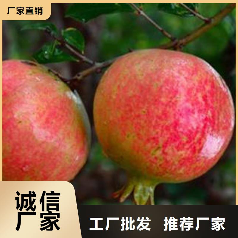 发货及时的石榴树苗经销商