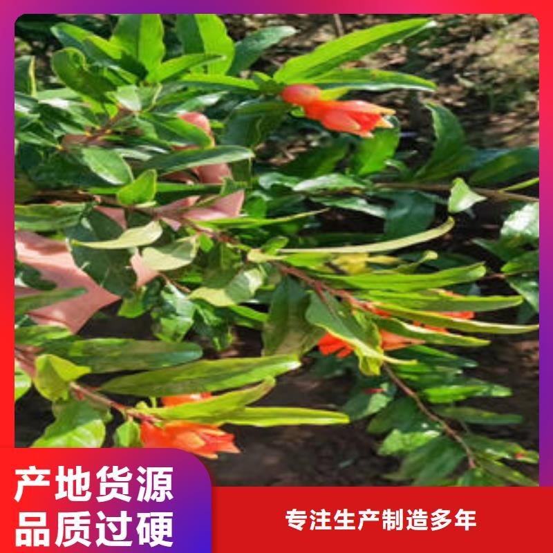 批发石榴树苗价格