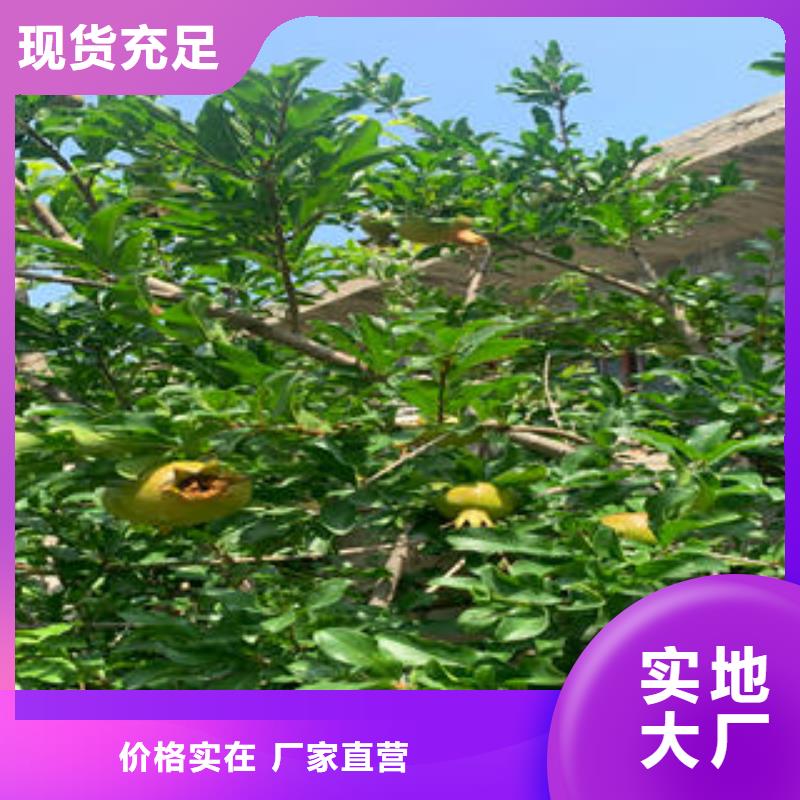 石榴树苗供不应求
