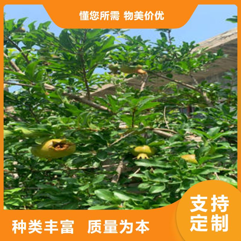 石榴树苗诚信立足