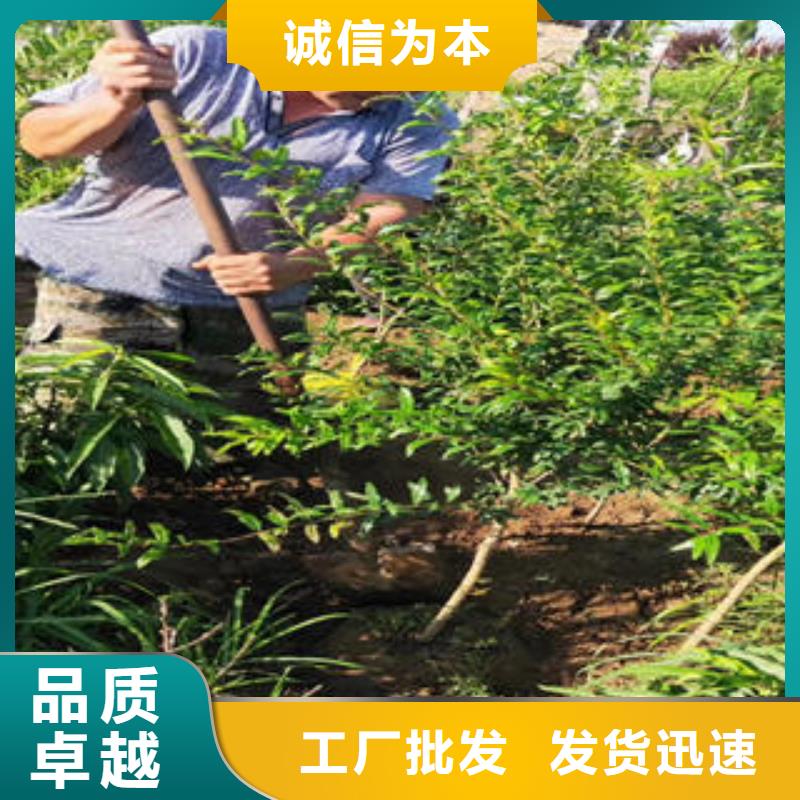 石榴树苗诚信立足