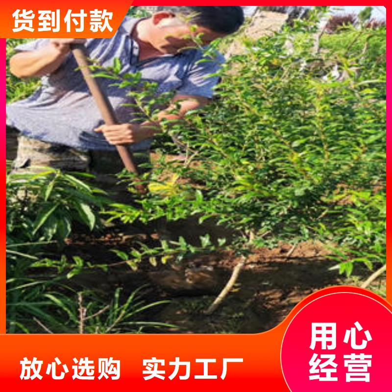 定制石榴树苗_诚信企业